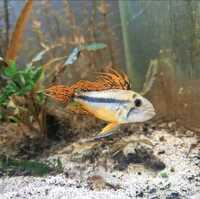Apistogramma cacatuoides Triple Red
