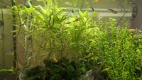 Guppies babies or young adults FREE