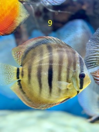 5 x Chens Discus