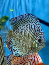 5 x Chens Discus