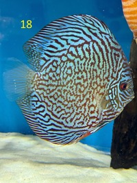5 x Chens Discus