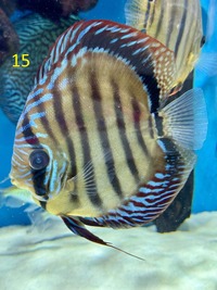 5 x Chens Discus