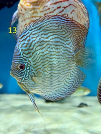 5 x Chens Discus