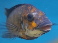 Petrochromis SOLD