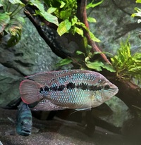 American Cichlids