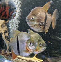 Pike Cichlids and Dollars