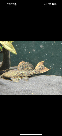 L600 - Leopard Cactus Pleco £160 Sold
