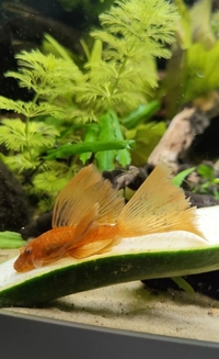 Looking for LF snow white and Super red pleco