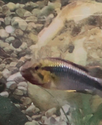 Rare Apistogramma Abacaxis sexed pair for sale £50