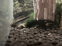 Rare Apistogramma Abacaxis sexed pair for sale £50