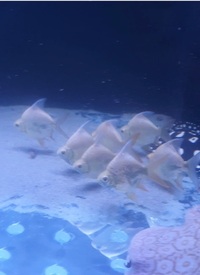 7 Albino Short body tinfoil barb