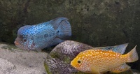 Beautiful King Kamfa Flowerhorn about 8-9 inches £120 for a quick sale