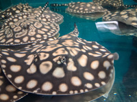 SWC X Hybrid stingrays