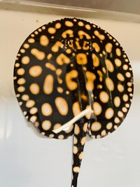 Black diamond Hybrid pair -stingray - potamotryogon