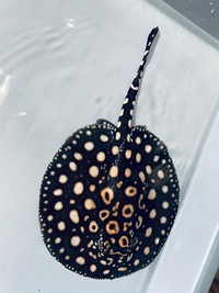 Black diamond Hybrid pair -stingray - potamotryogon