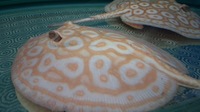 Albino pearl. - Potamotrygon Jabuti Albino stingray