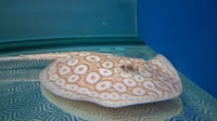 Albino pearl. - Potamotrygon Jabuti Albino stingray