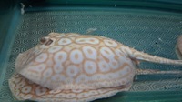 Albino pearl. - Potamotrygon Jabuti Albino stingray