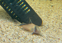 Group of Corydoras x 69