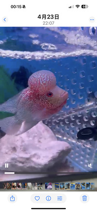 Flowerhorn £130