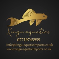 Xingu Aquatic Imports for Truly Special Fish