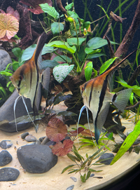 7-9cm Super red Manacapuru Angelfish REDUCED LAST 16