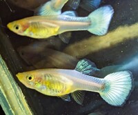 True Strains Line Bred Guppy ; 3 Pairs £20 Can Deliver