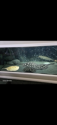 Albino Pearl BD hybrid Male Stingray for Sale – £500 Open to Sensible Offers