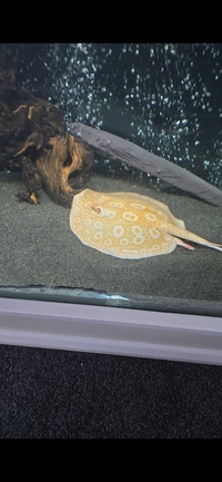 Albino Pearl BD hybrid Male Stingray for Sale – £500 Open to Sensible Offers