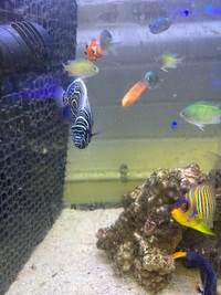 Various marine fish