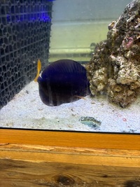 Various marine fish