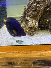 Various marine fish
