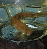 Baby emperor snakehead, red burrito 4 inches bargain £20