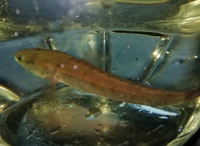 Baby emperor snakehead, red burrito 4 inches bargain £20