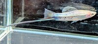 2 Very different Swordtails Available Xiphophorus Montezumae & Red Eye Reds £3