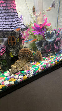 SALE LEOPARD PLECO 12CM