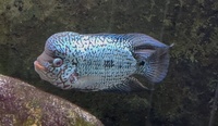 Beautiful King Kamfa Flowerhorn about 8-9 inches £120 for a quick sale