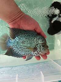 Beautiful King Kamfa Flowerhorn about 8-9 inches £120 for a quick sale