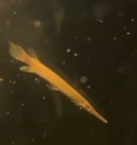 Albino Florida gar