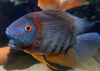 Red shoulder severums