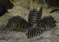 Red shoulder severums