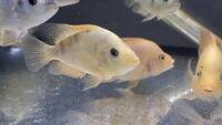 Midevil Cichlids