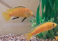 2 adult yellow labs. 4in.