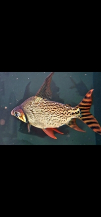 FLAGTAIL WILD HIGH FIN