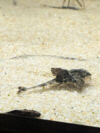 Loricaria Rio Atabapo Juveniles Available
