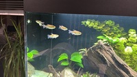 6 female Congo tetras