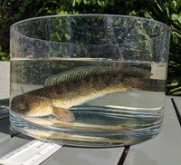 Snakehead: Channa stewartii