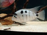 Vieja Argentia