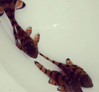 Breeding group of Alenquer Tiger Pleco