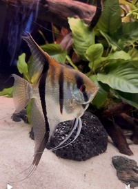 2 LARGE ADULT MALE SUPER RED MANACAPURU ANGELFISH